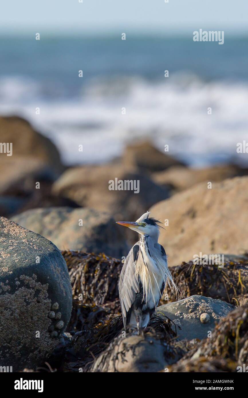 Nahaufnahme wilde Küsten UK Graureiher Vogel (Ardea cinerea) isoliert am britischen Strand sitzen Statue noch auf Felsen von Felsen Pool, Federn weht im Wind. Stockfoto