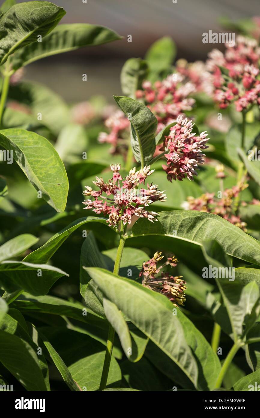 Milchkrautblume (Asclepias syriaca), blühende Pflanze Stockfoto