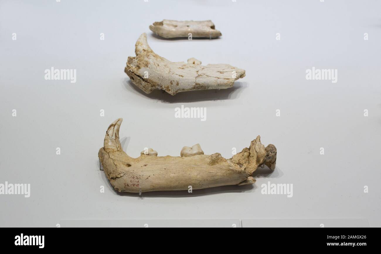 Málaga, Spanien - 21. September 2018: Die Tierwelt der Zafarraja-Höhle. Hyena, Dhole, Brown Bear und Cave Lion Bones. Malaga Museum, Spanien Stockfoto