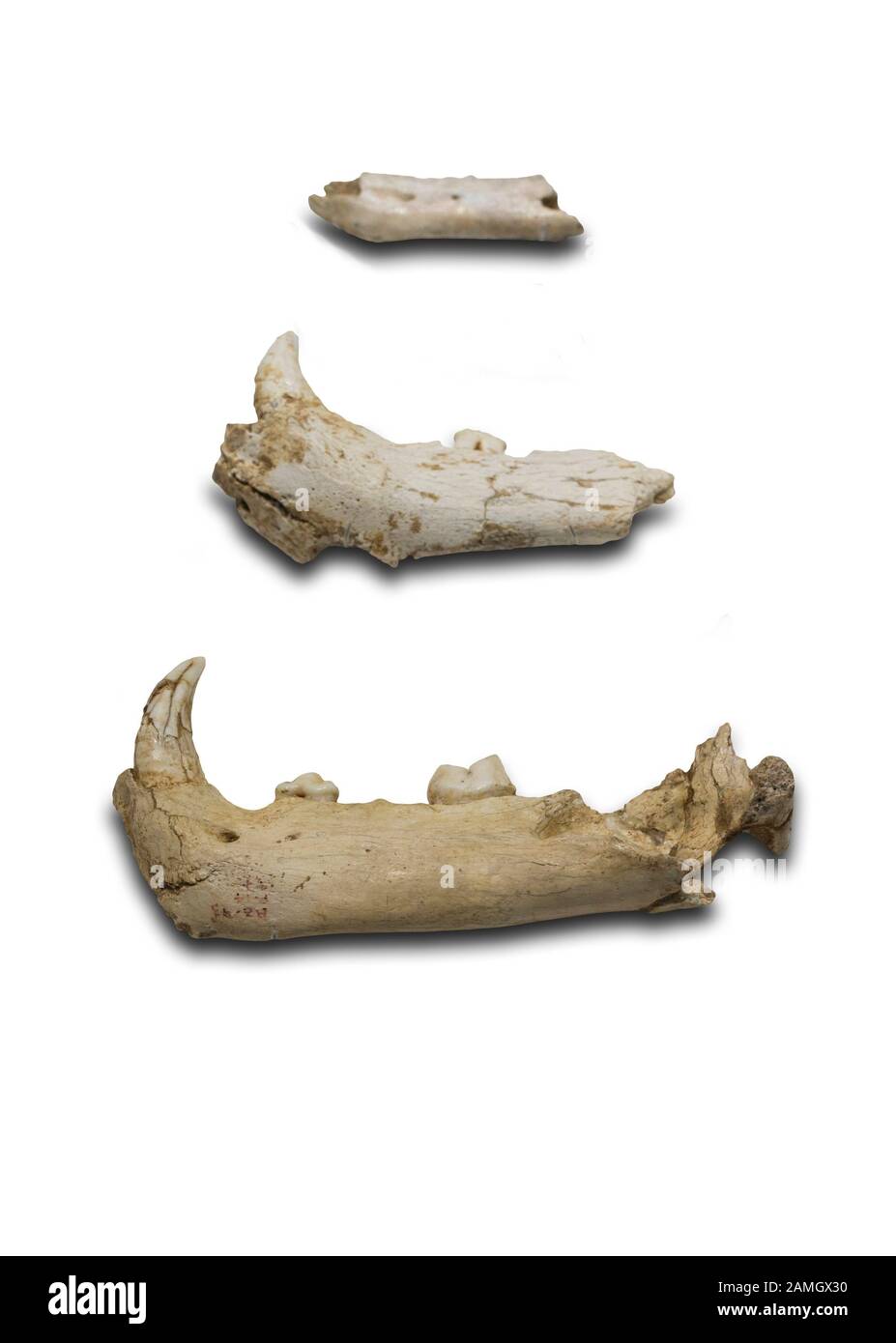 Málaga, Spanien - 21. September 2018: Die Tierwelt der Zafarraja-Höhle. Hyena, Dhole, Brown Bear und Cave Lion Bones. Malaga Museum, Spanien Stockfoto