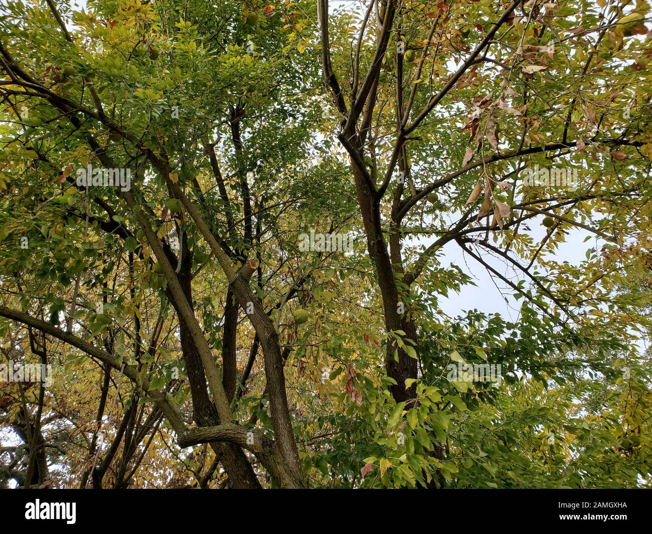 Nahaufnahme der Äste des Osage Orange (Maclura pomifera)-Baums Danville, Kalifornien, 28. November 2019. () Stockfoto