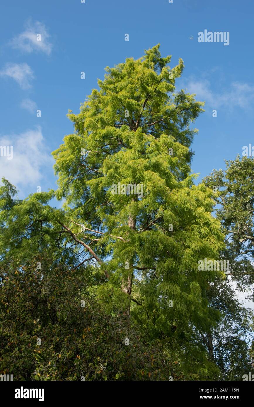 Frühling Laub der Blätterverlierenden Nadelbaum Kahl oder Swamp Cypress Tree (Distichum Taxodium distichum) in einem Park Stockfoto