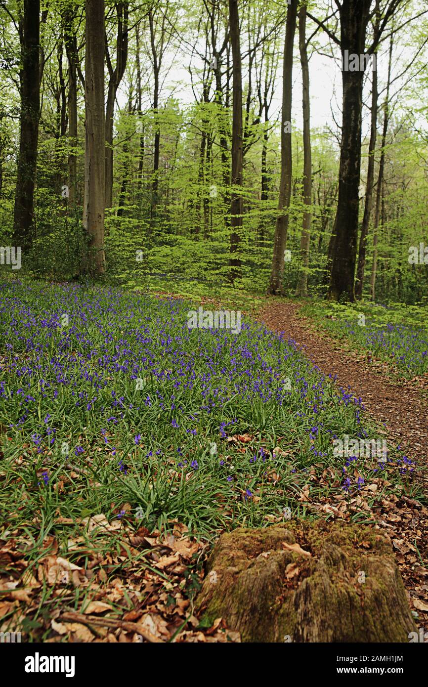 Blautöschen und buchen in neuen Blätterblättern flanieren einen Sylvan-Fußweg in Bere Forest, Hampshire, England, Großbritannien Stockfoto