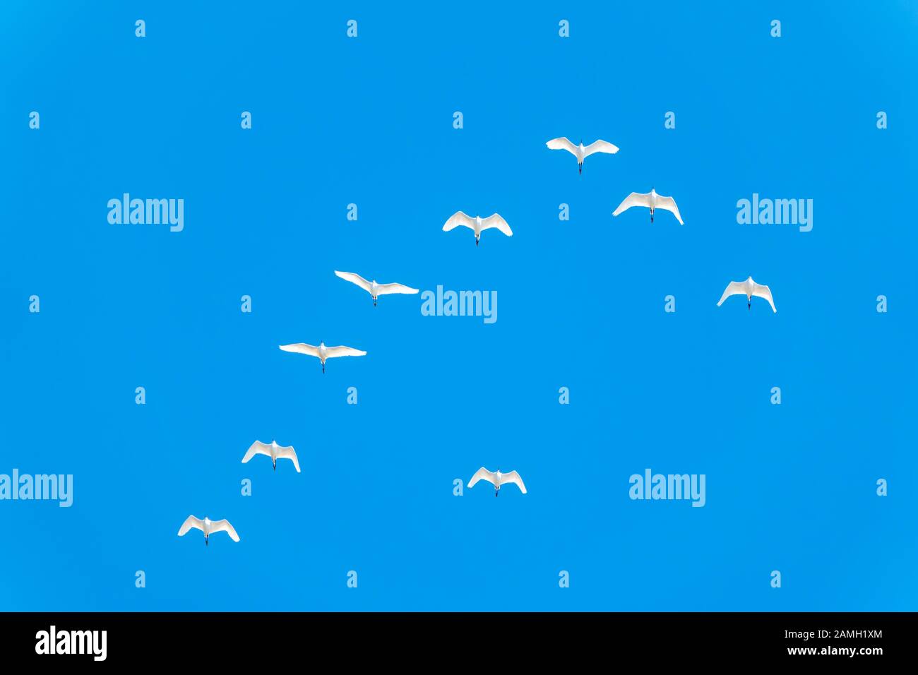 Keil aus weißen Kränen am blauen Himmel. Zugvögel fliegen auf blauem Himmel. Der sibirische Kran, Leucogeranus leucogeranus, oder der sibirische Weißkran Stockfoto