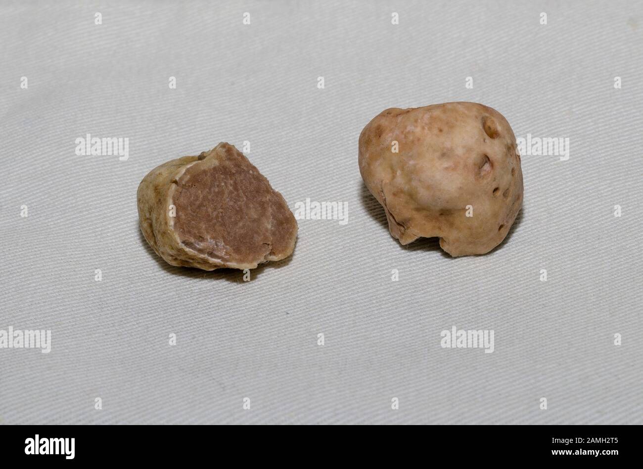 Exemplar der feinen weißen Trüffel im Vordergrund Stockfoto