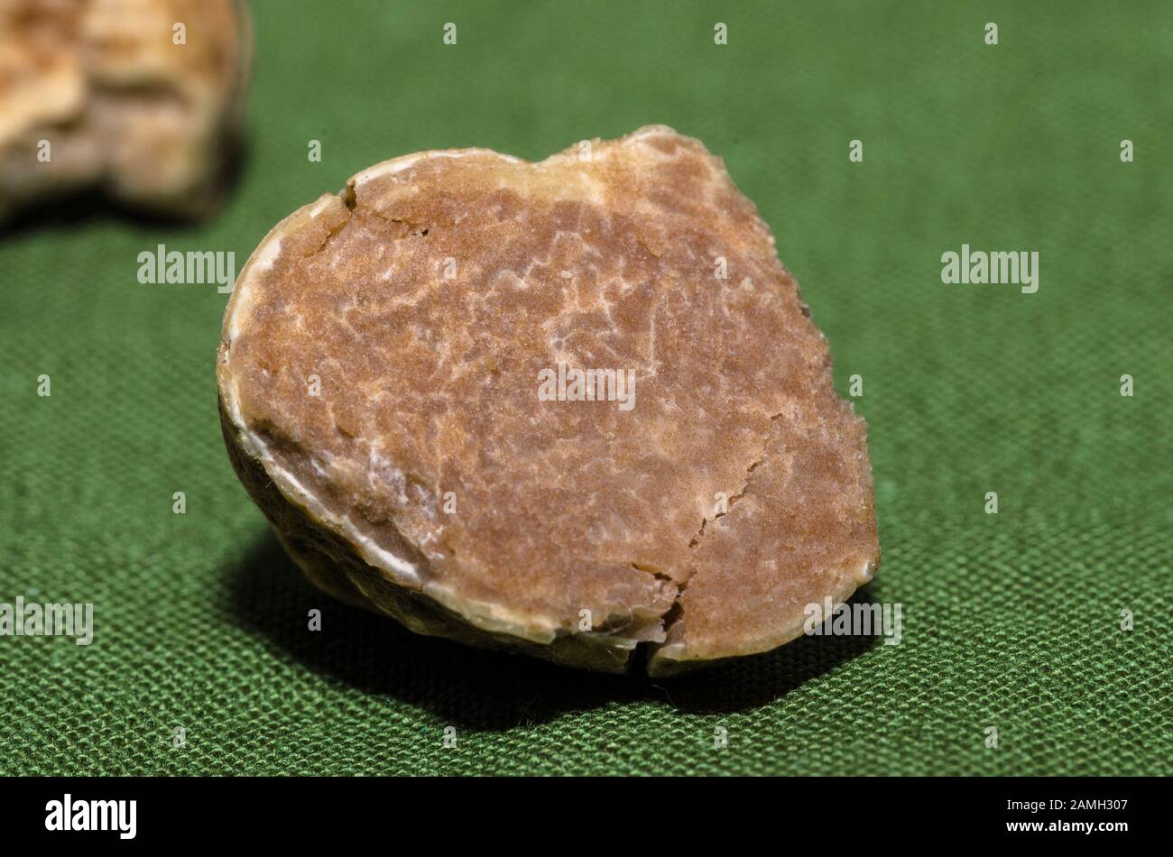 Exemplar der feinen weißen Trüffel im Vordergrund Stockfoto