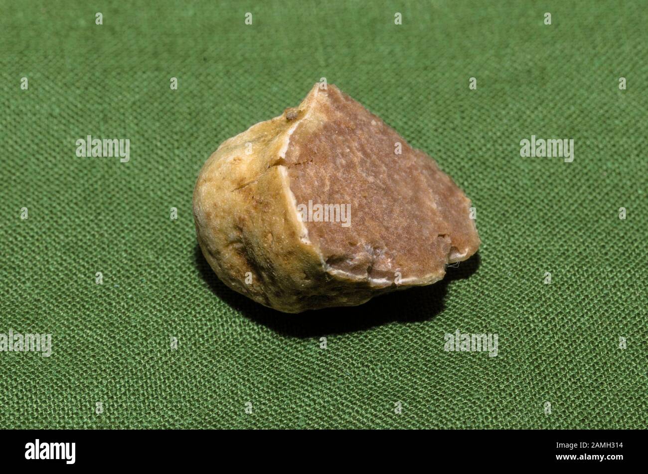 Exemplar der feinen weißen Trüffel im Vordergrund Stockfoto