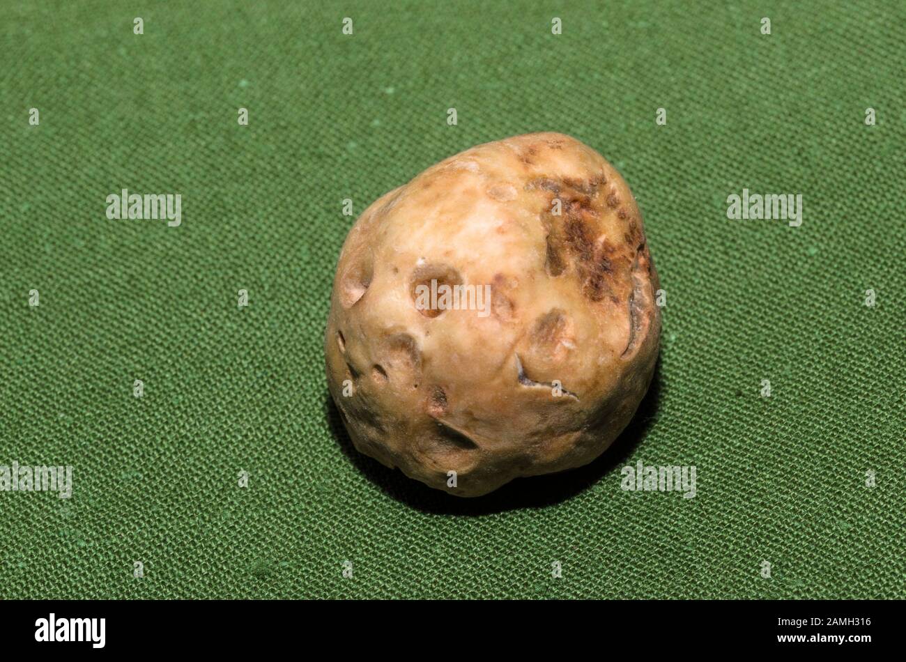 Exemplar der feinen weißen Trüffel im Vordergrund Stockfoto