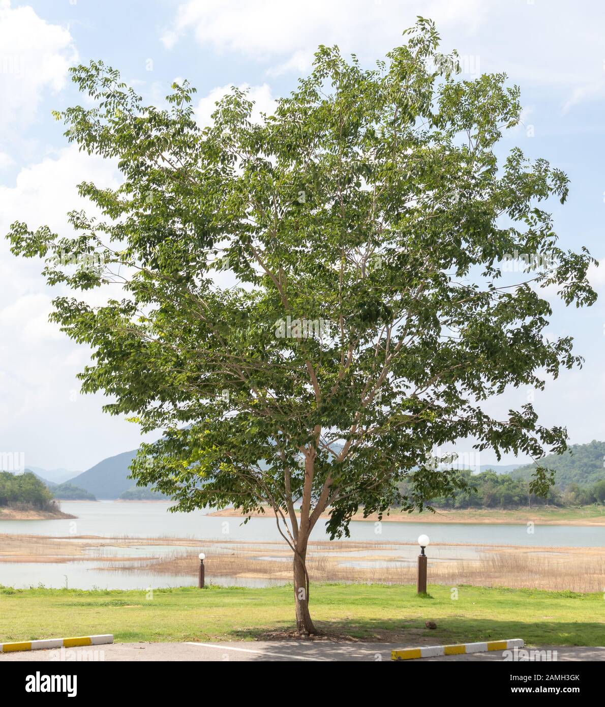 Baum auf dem Rasen Mit Flüssen, Bergen und Himmel im Hintergrund Stockfoto