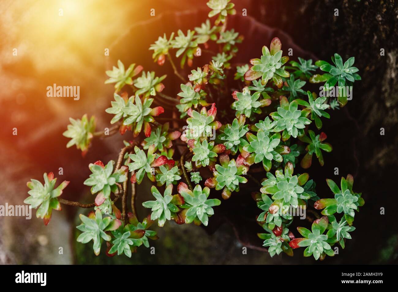 blumenrasen saatgut Flower mix main image 0