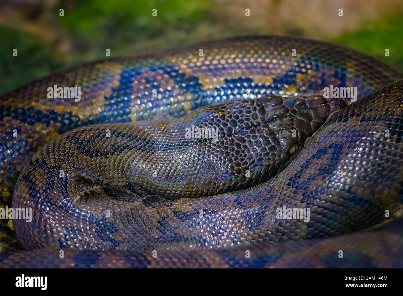 Der reticulierte Python-Python-Reticulatus ist eine in Südasien und Südostasien vorkommende Pythonart. Stockfoto