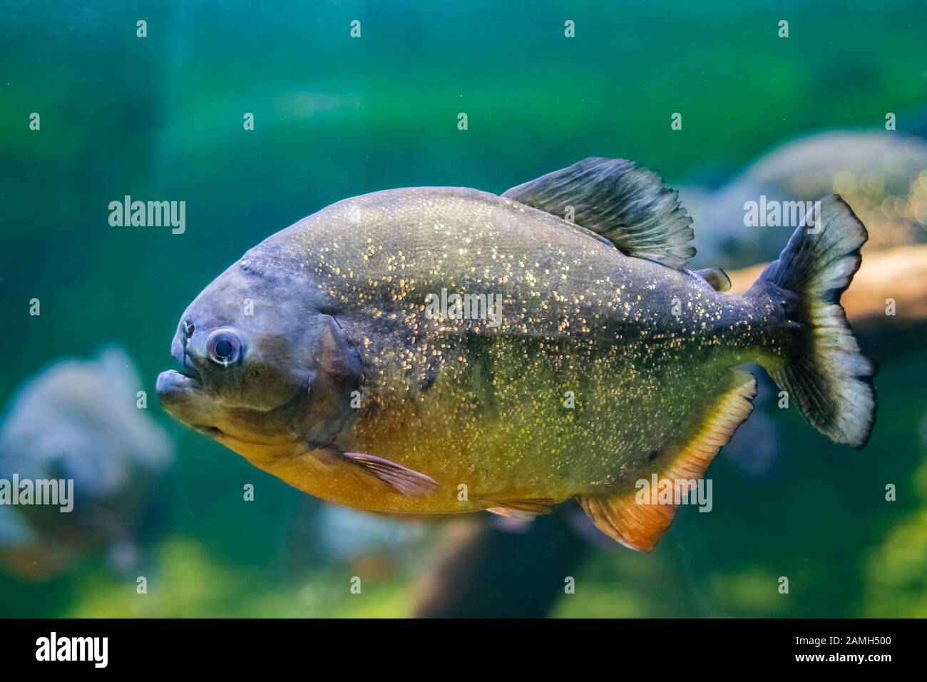 Die Rotbauchpiranha, auch Rotpiranha Pygocentrus nattereri genannt, ist eine in Südamerika heimische Piranha-Art Stockfoto