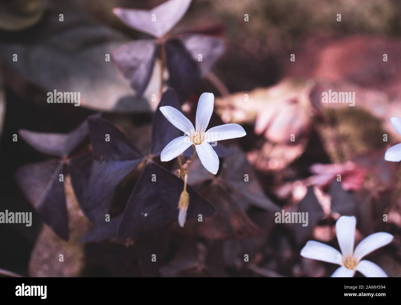 Weiße falsche Shamrockblüte blüht im Gartentopf Stockfoto