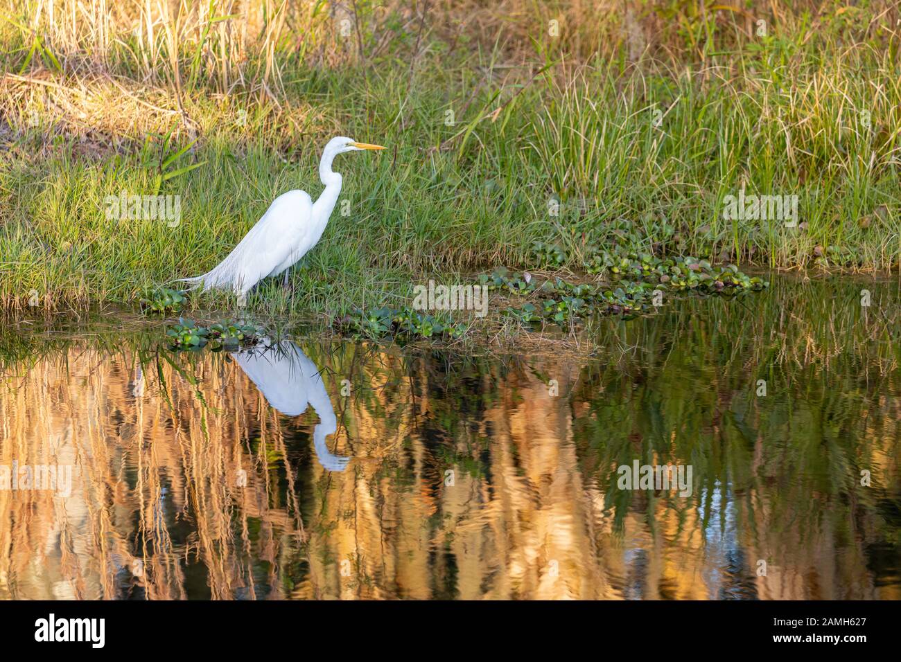 Ein Großer Egret (Ardea alba), der im Wasser eines zentralen Florida-Teiches schön reflektiert wird, während er seine Beute sticht. Stockfoto