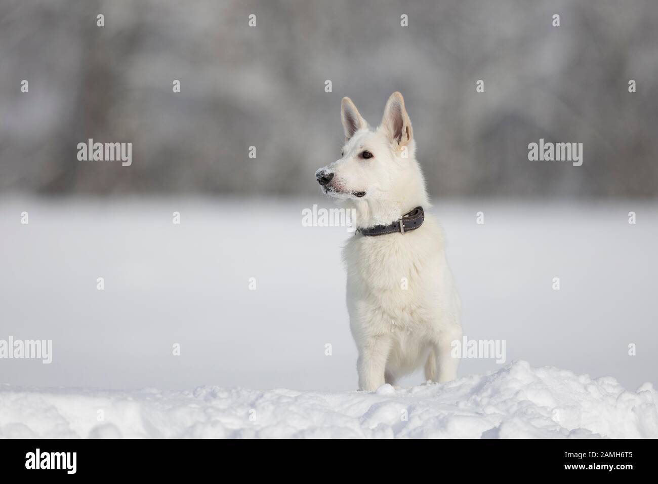 Weißer Hirtenhund im Schnee, Tyrol, Österreich Stockfoto