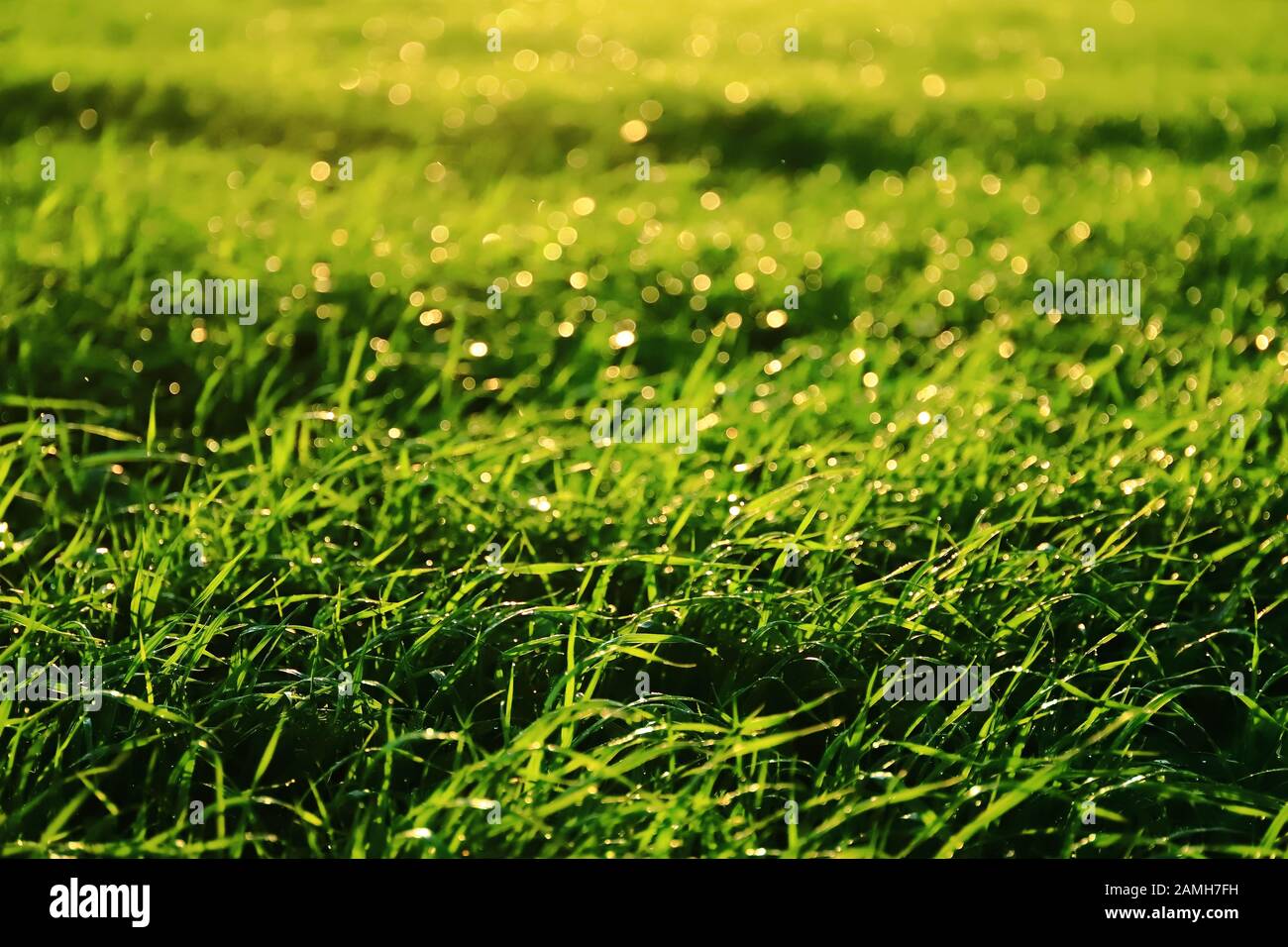 Grüne Wiese in der Sonne nach Regen, Hintergrund Stockfotografie - Alamy
