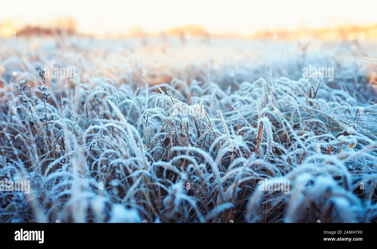 Natürlicher Hintergrund mit glänzenden transparenten Kristallen aus kaltem Frost bedeckt Gras auf dem Feld am Morgen sonnigen Wintertag Stockfoto