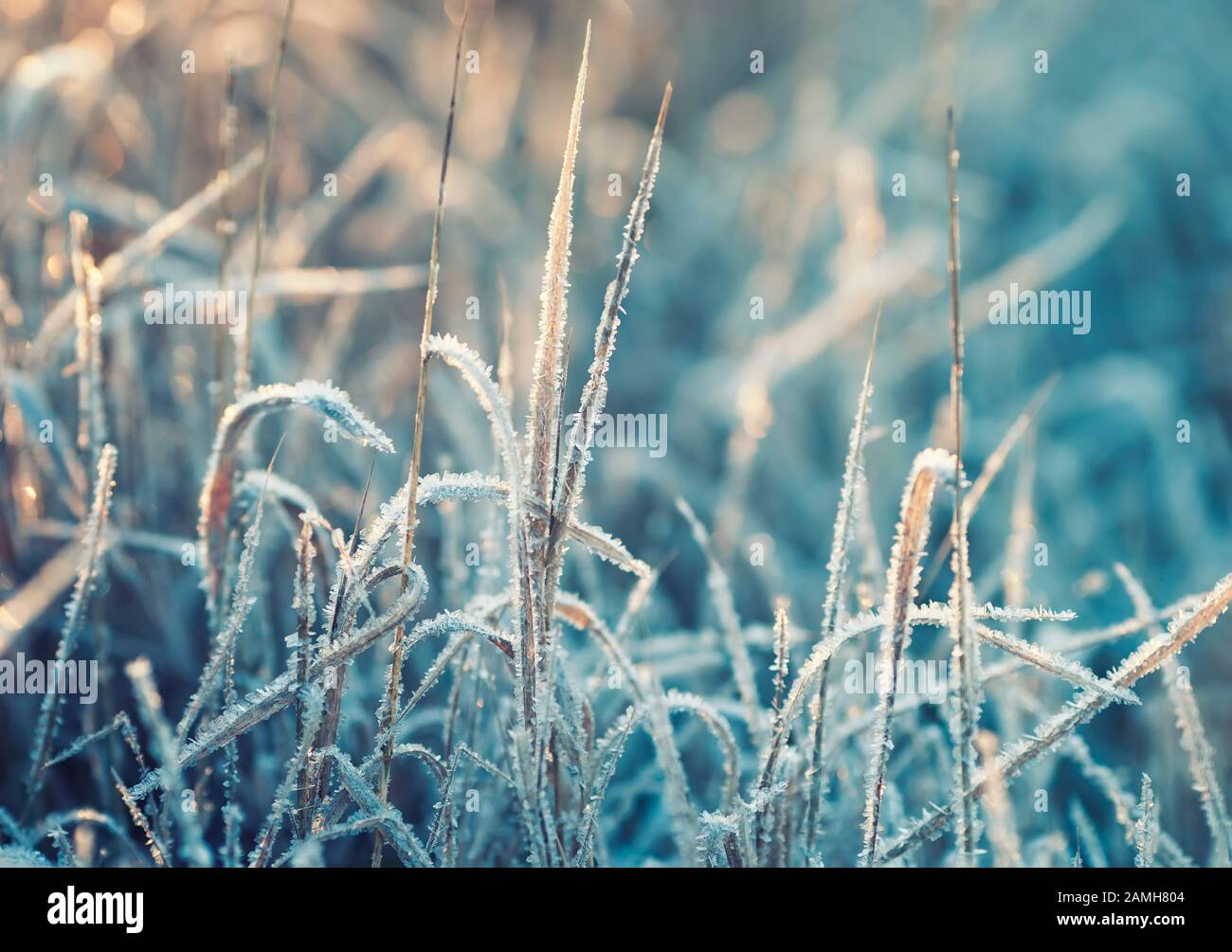 Natürlicher Hintergrund mit glänzenden transparenten Kristallen aus kaltem Frostbedeckgras im Sunny Park am Morgen Stockfoto