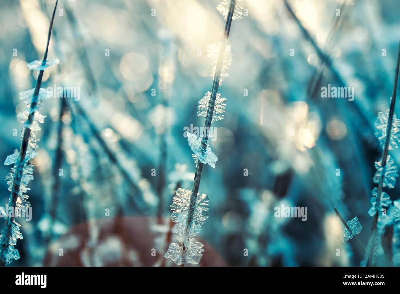 Natürlicher Hintergrund mit glänzenden transparenten Kristallen aus kaltem Frost bedeckt das Gras wie Kügelchen auf einem Feld an einem sonnigen Wintertag am Morgen Stockfoto