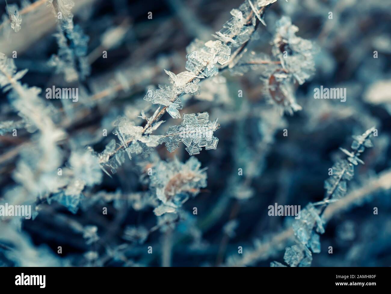 Natürlicher Hintergrund mit Gras bewachsen glänzende transparente Kristalle aus kaltem blauem Frost sind wie Perlen an einem sonnigen Wintermorgen aufgereiht Stockfoto