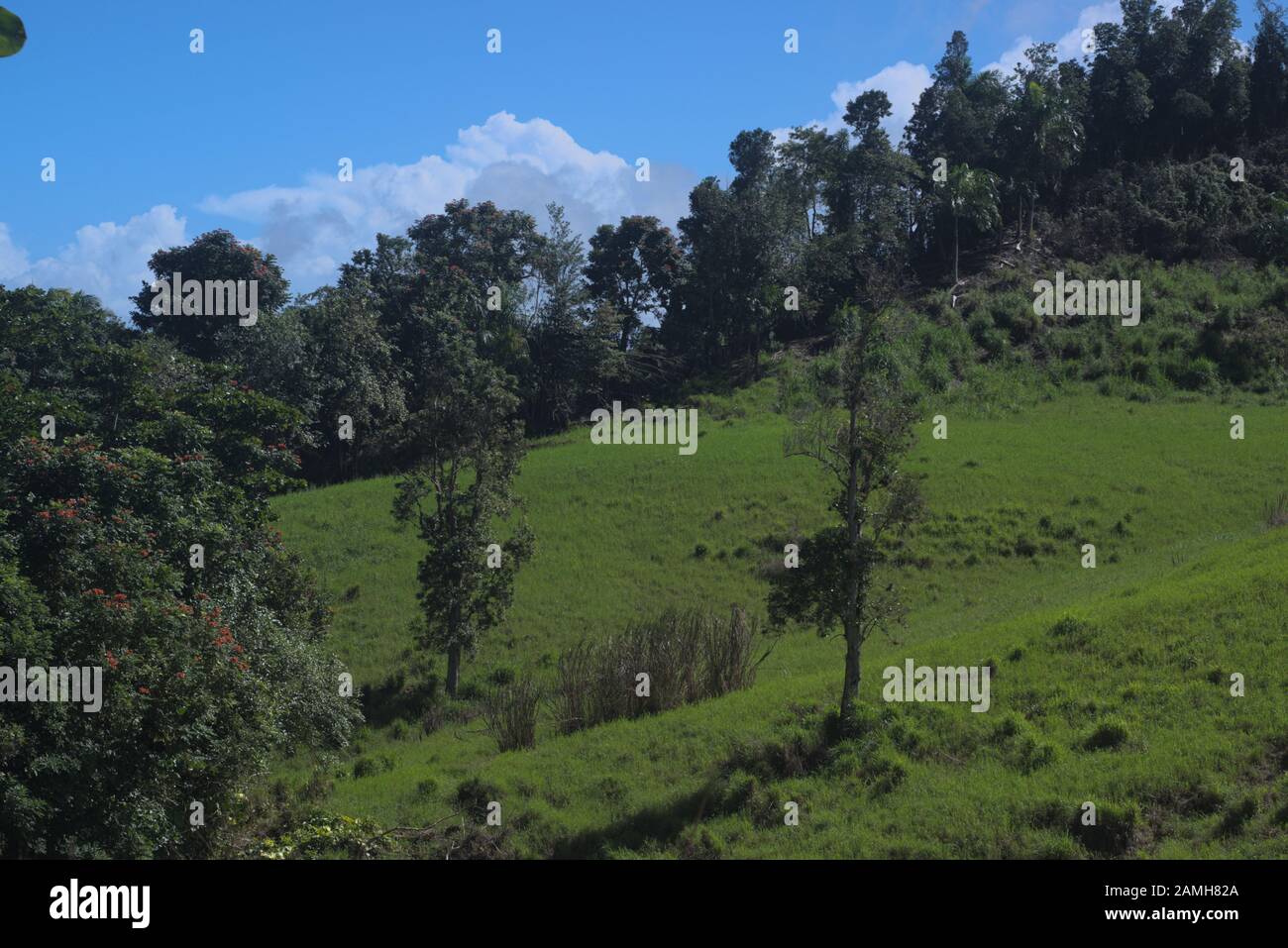 Manati-Florida schöne Landschaft Stockfoto