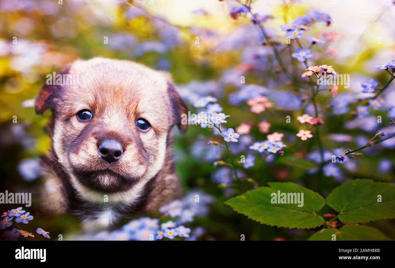 Süßer brauner Welpe auf einer grünen, sonnigen Wiese, umgeben von blauen und rosafarbenen, vergessen-mich-nicht-Blumen Stockfoto