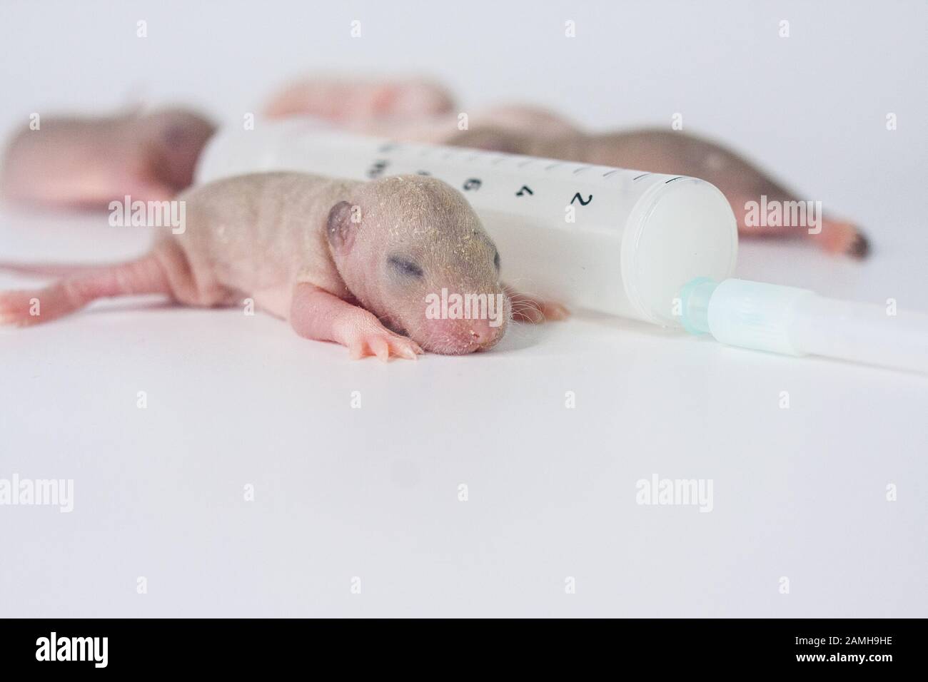 Ratte und Spritze zur Injektion. Experimente mit Neugeborenen. Medizinische Erfahrungen. Kinder Stockfoto