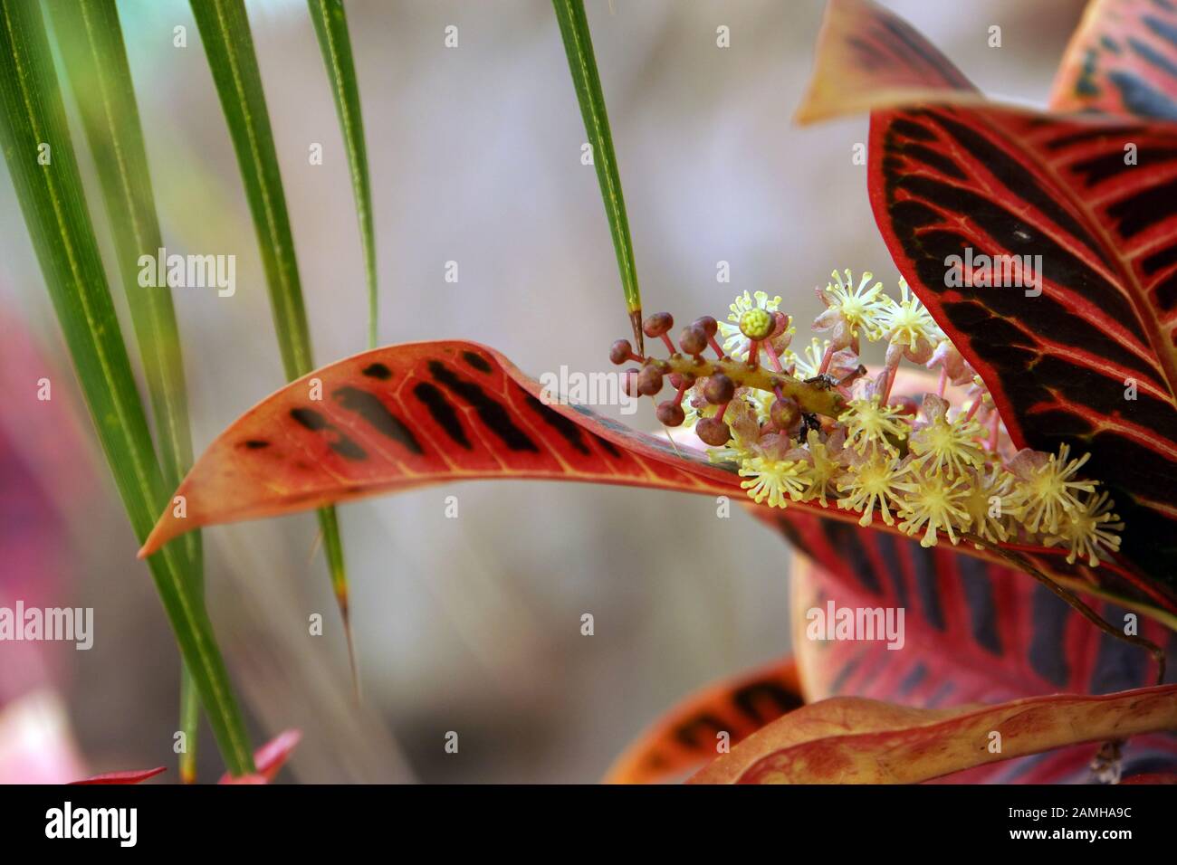 Wunderstrauch, Kroton, Croton (Codiaeum variegatum),, Puerto de Mogan, Gran  Canaria, Spanien Stockfotografie - Alamy