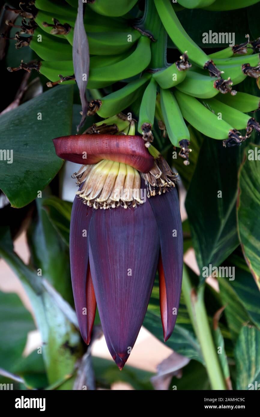 Banane (Musa paradisiaca var. sapientum), Bluetenständer, Puerto de Mogan, Kanaren, Gran Canaria, Spanien Stockfoto