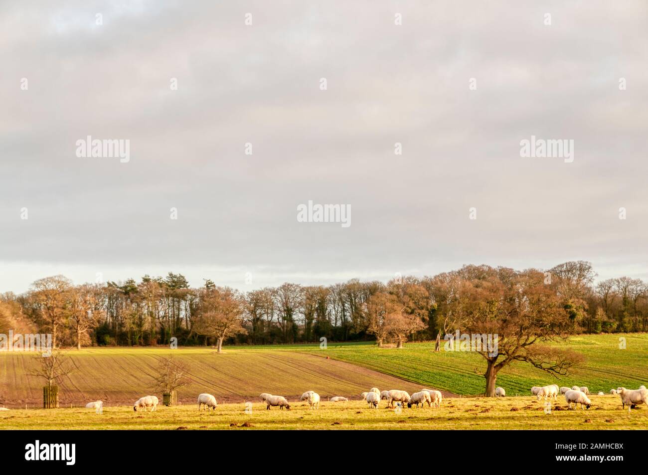 Schafe weiden in der Landschaft von Norfolk. Stockfoto