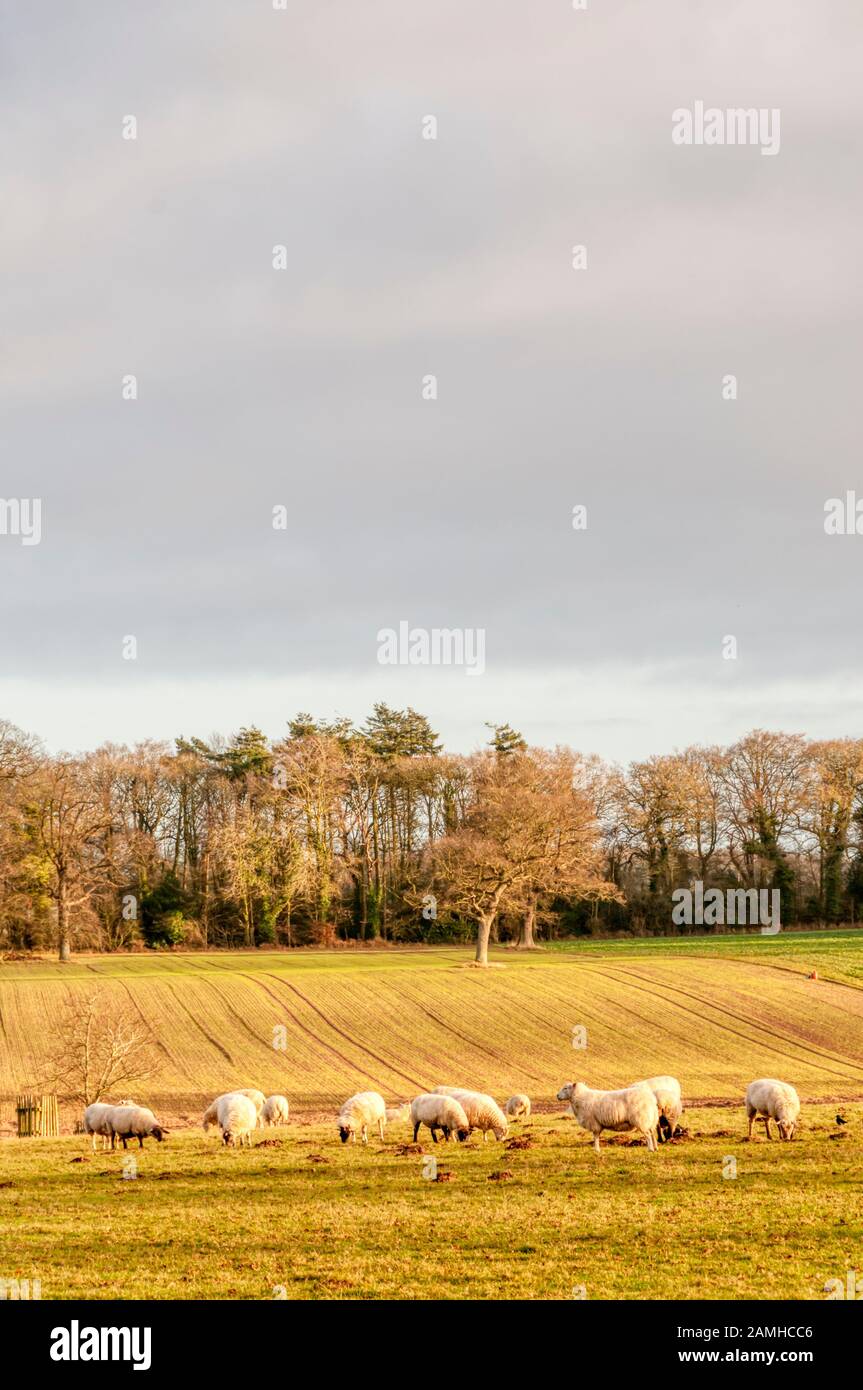 Schafe weiden in der Landschaft von Norfolk. Stockfoto