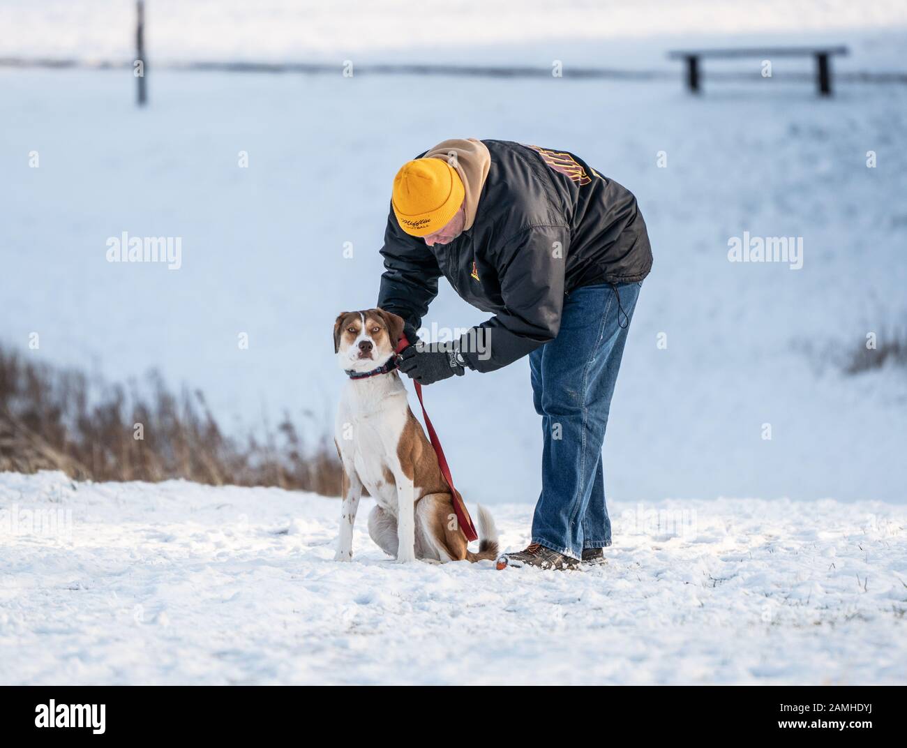 Der Mann hält an, um den Kragen des Hundes während eines Spaziergangs mit seinem Hund an einem kalten Schneetag einzustellen Stockfoto