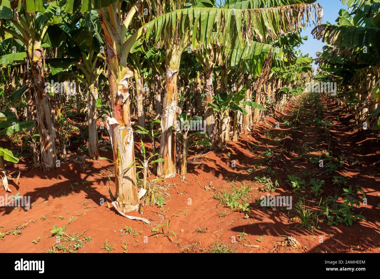 Bananenbäume, ländliches Kuba. Stockfoto