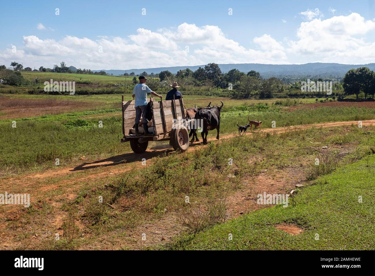 Wagen mit Oxen, ländliches Kuba Stockfoto