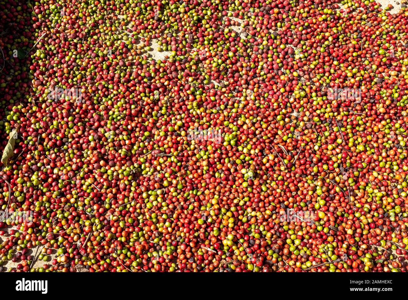 Rohe Kaffeebohnen, ländliches Kuba Stockfoto