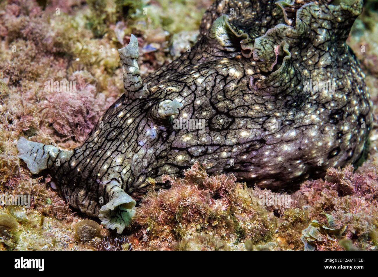 Schwarzwedelseehare, Aplysia dactylomela, Wongara-Küste, Bundaberg, Queensland, Australien, Korallenmeer, Südpazifischer Ozean Stockfoto