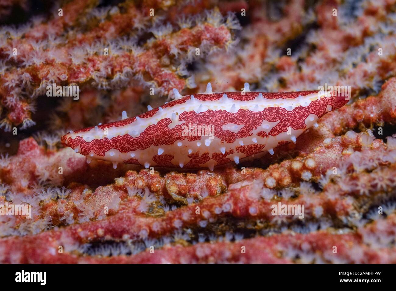 Angus Spindle Cowry, Phenacovulva angasi, an einem Gorgonienfan, Wongara-Küste, Bundaberg, Queensland, Australien, Korallenmeer, Südpazifischer Ozean Stockfoto