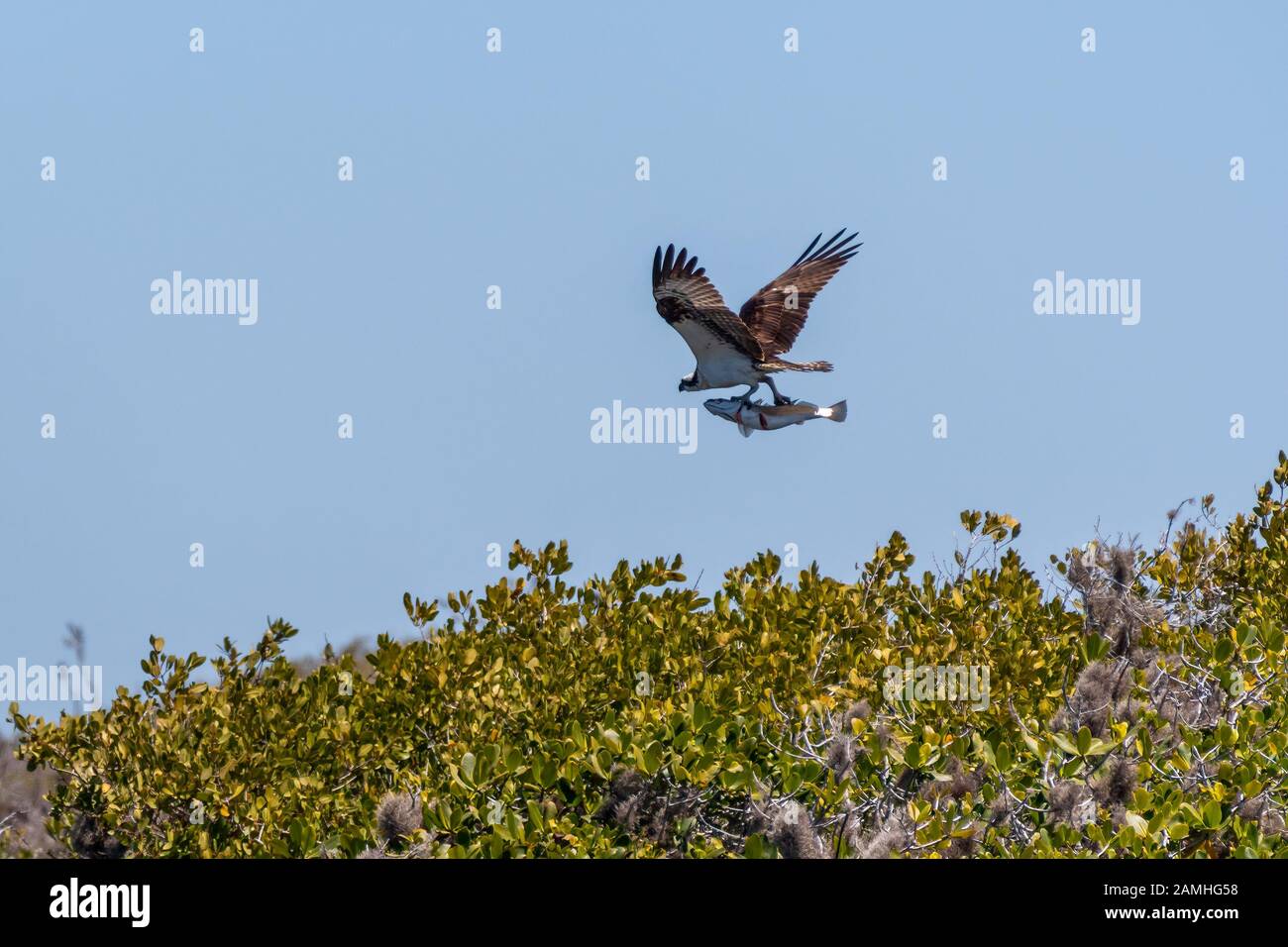 Ein Osprey (Pandion haliaetus), der einen großen Fisch über Bäumen in Baja California, Mexiko transportiert. Stockfoto