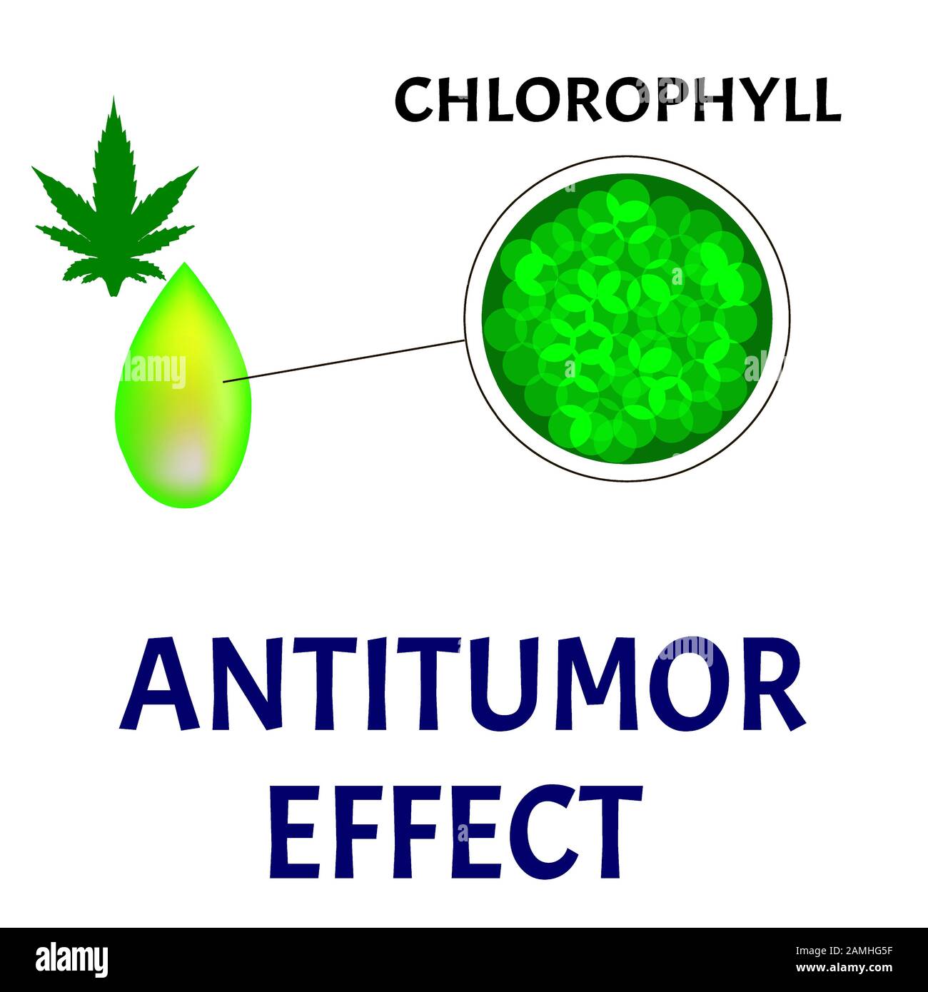 Antitumoreffekt von Marihuana-Chlorophyll. Onkologische Behandlung mit Hanföl. Marihuana in der Medizin. Cannabisölkrebs-Behandlung. Infografiken Stock Vektor
