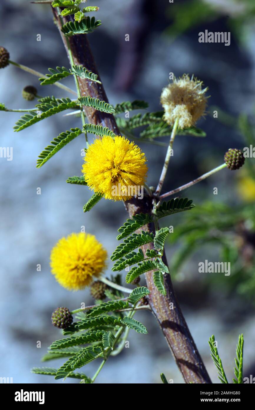 Suesse Akazie (Acacia farnesiana, Vachellia farnesiana, Mimosa farnesiana), Puerto de Mogan, Gran Canaria, Spanien Stockfoto