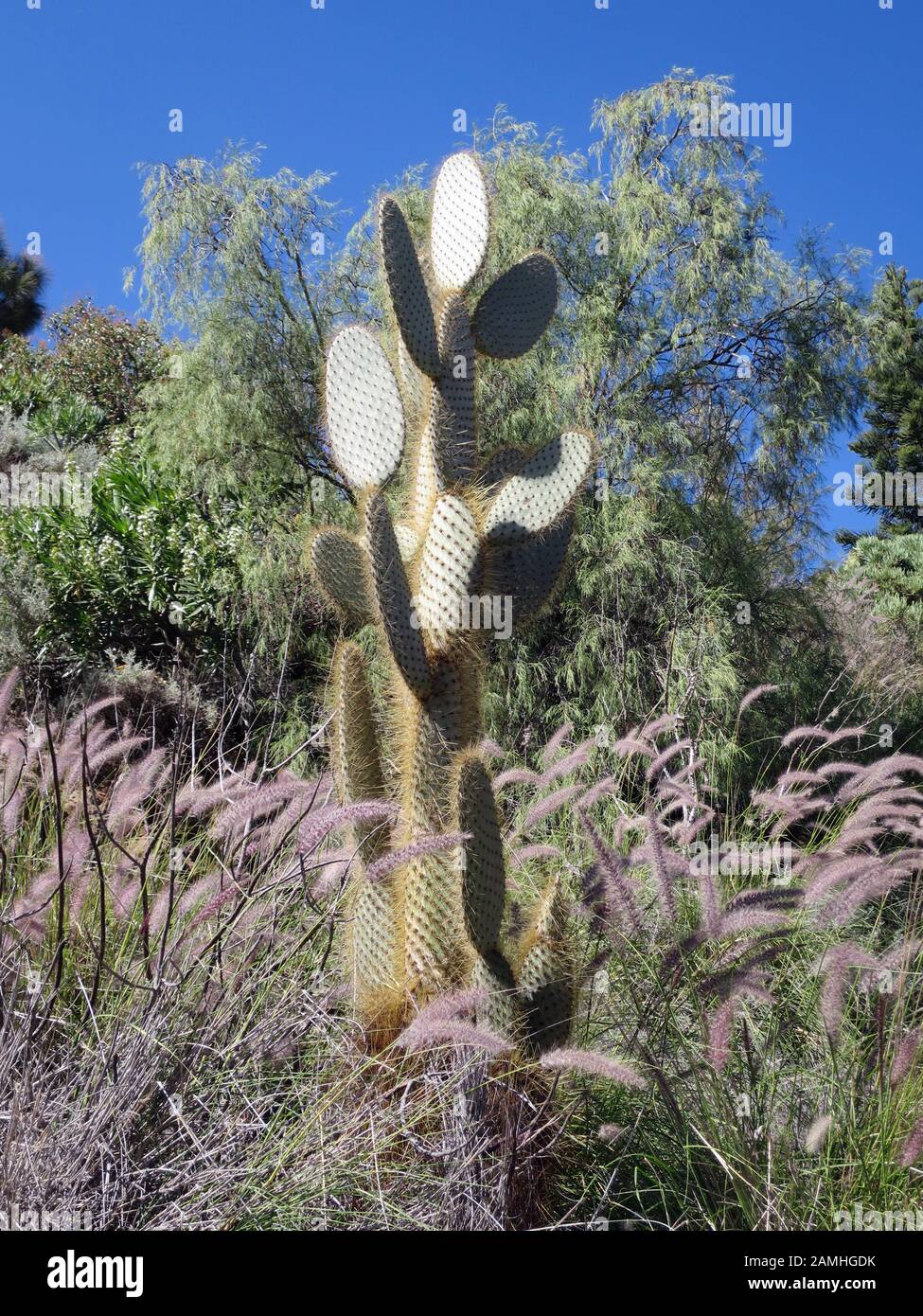 Feigenkaktus, Opuntie (Opuntia leucotricha), Wanderung im Naturpark Pilankones nahe Ayagaures, San Bartolome de Tirajana, Gran Canaria, Kanaren, Spani Stockfoto