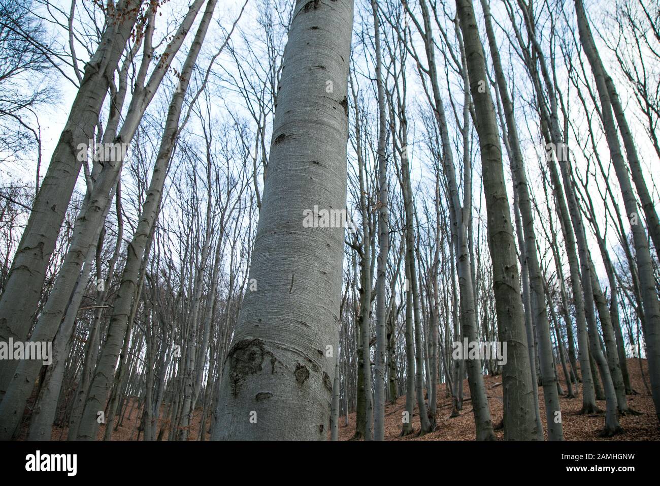 Herbst Wald Symphonie. Perfekte Geometrie der Natur Stockfoto