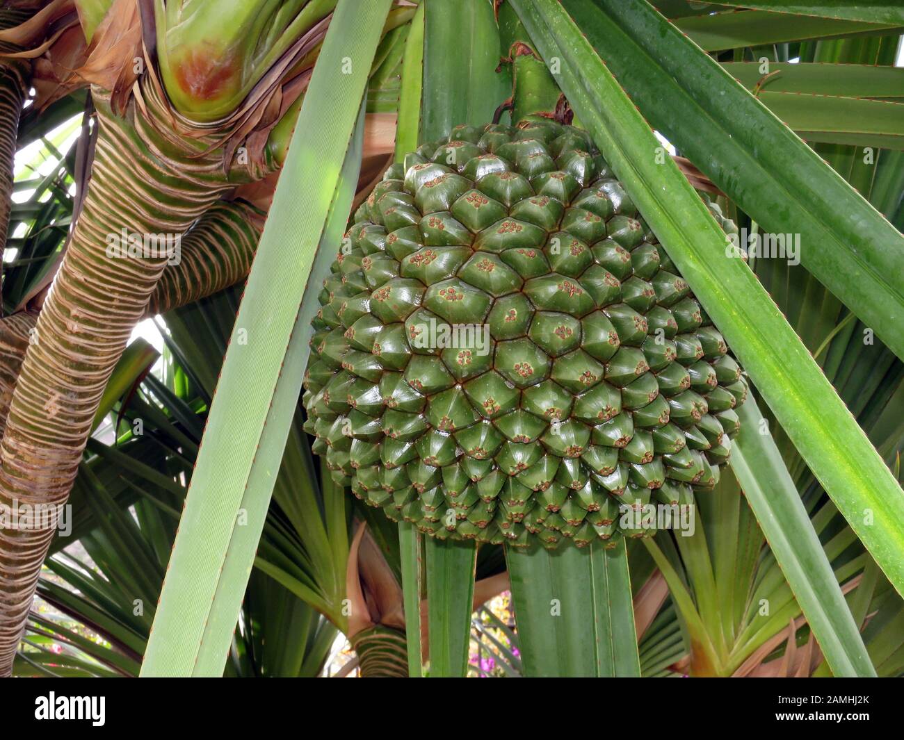 Schraubenbaum (Pandanus utilis), Puerto de Mogan, Gran Canaria, Spanien