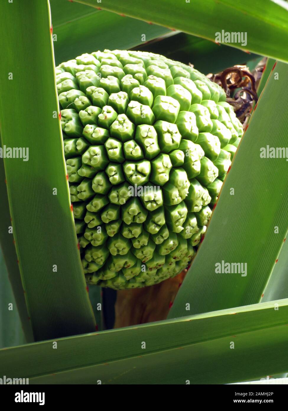 Schraubenbaum (Pandanus utilis), Puerto de Mogan, Gran Canaria, Spanien Stockfoto