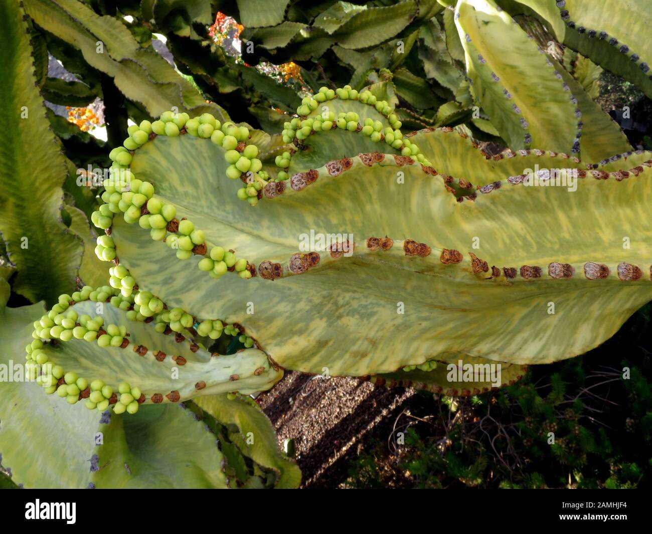 Kandelaber-Wolfsmilch, Kanaren-Wolfsmilch (Euphorbia canariensis), Puerto de Mogan, Gran Canaria, Kanaren, Spanien Stockfoto