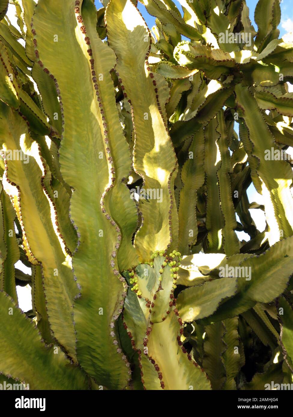 Kandelaber-Wolfsmilch, Kanaren-Wolfsmilch (Euphorbia canariensis), Puerto de Mogan, Gran Canaria, Kanaren, Spanien Stockfoto