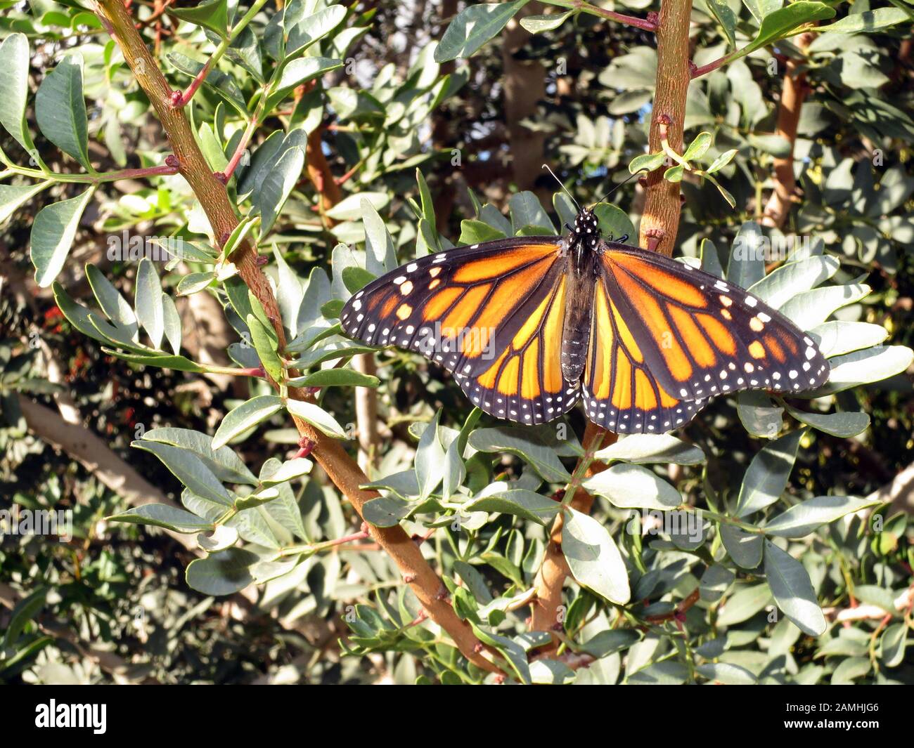 , Monarch, Monarchfalter (danaus Plexippus), Puerto de Mogan, Gran Canaria, Kanaren, Spanien Stockfoto