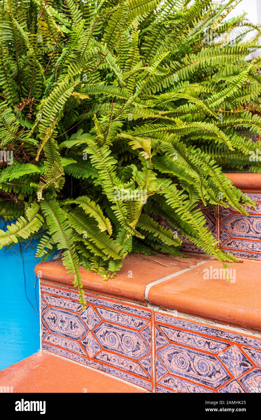 Boston Farn, Nephrolepis exaltata, Kaskadierung über dekorative Terrakotta Fliesen- schritte in Spanien Stockfoto