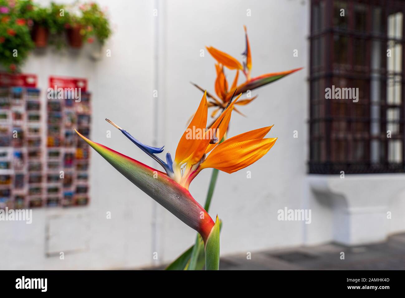 Strelitzia aka Bird of paradise flower in touristischen Ort in Spanien Stockfoto