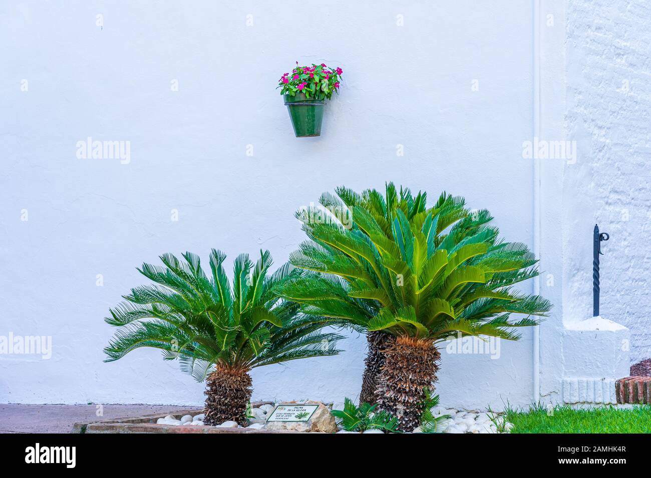 Japanische Sago Palmen, Cycas revoluta, vor einem weiß getünchten Gebäude in Touristisches Lage in Mijas, Spanien Stockfoto